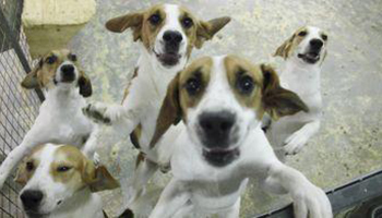 Group of laboratory beagles