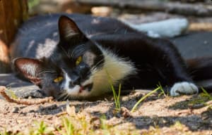 Black and white cat laying on the ground outside