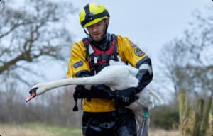 Man rescuing a swan