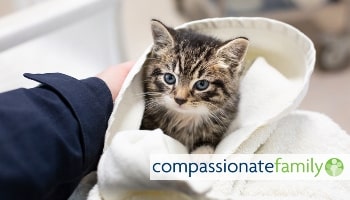 Compassionate Family starter activity © RSPCA