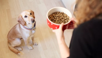 Dog at feeding time