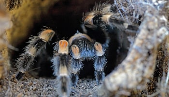 Spider in spider tunnel