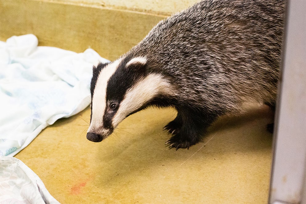 A badger on the floor of the animal rescue centre.