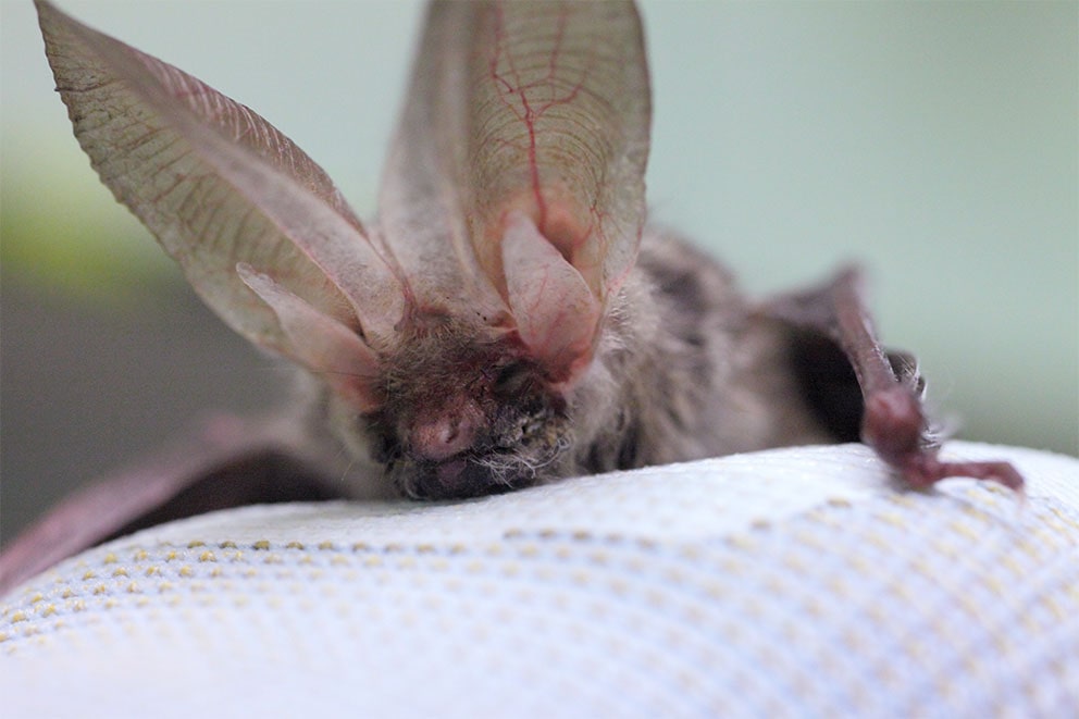 An injured bat resting on a blanket.