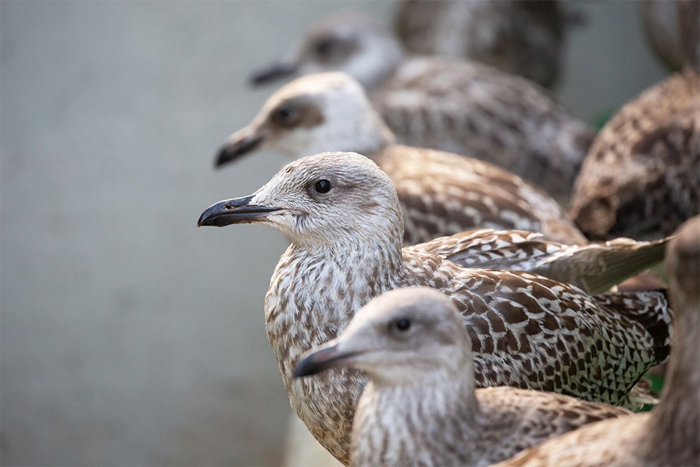 Gulls sitting in a row outside.