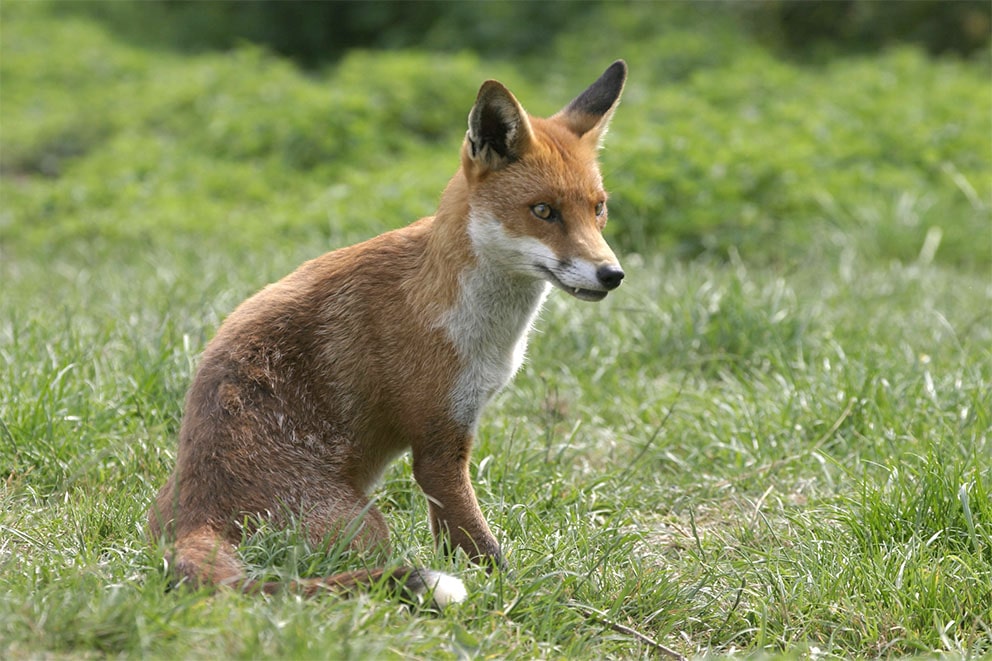 A wild fox outside on the grass.