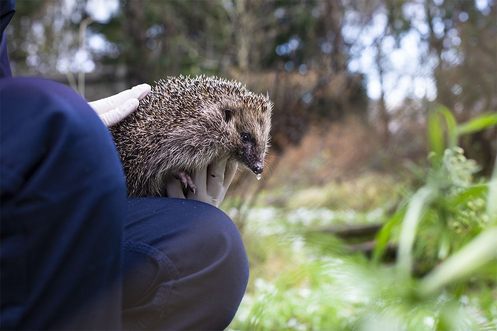 A garden hedgehog being held by an animal rescue officer.
