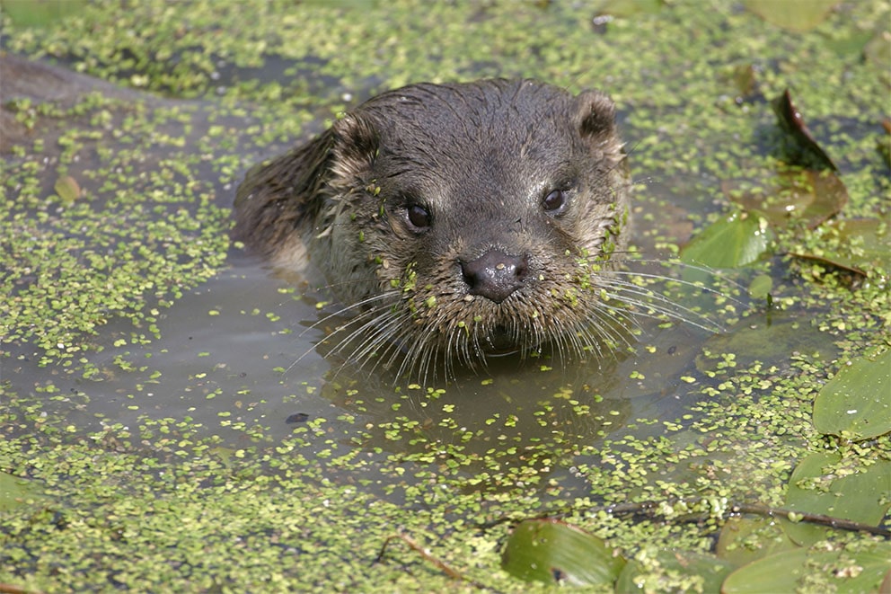 An otter poking their head out of the water.