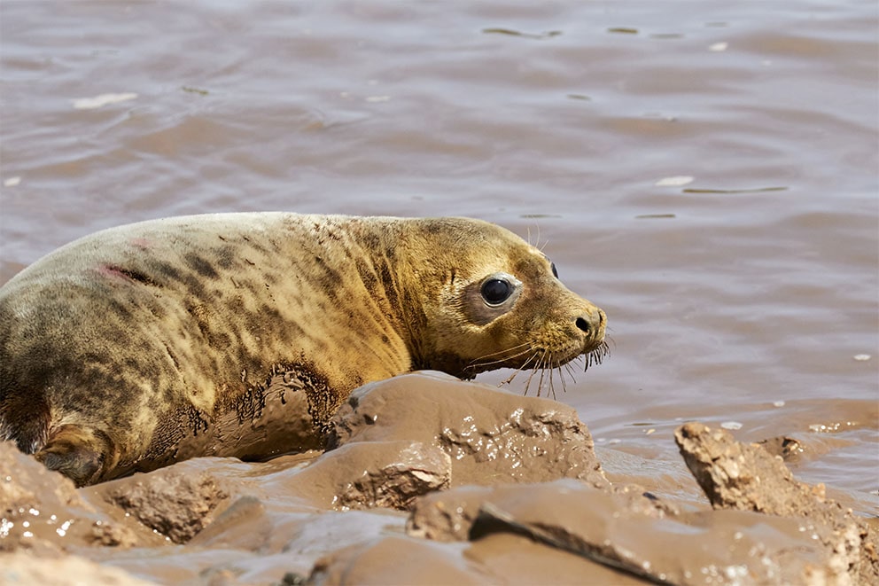 A seal entering the water.