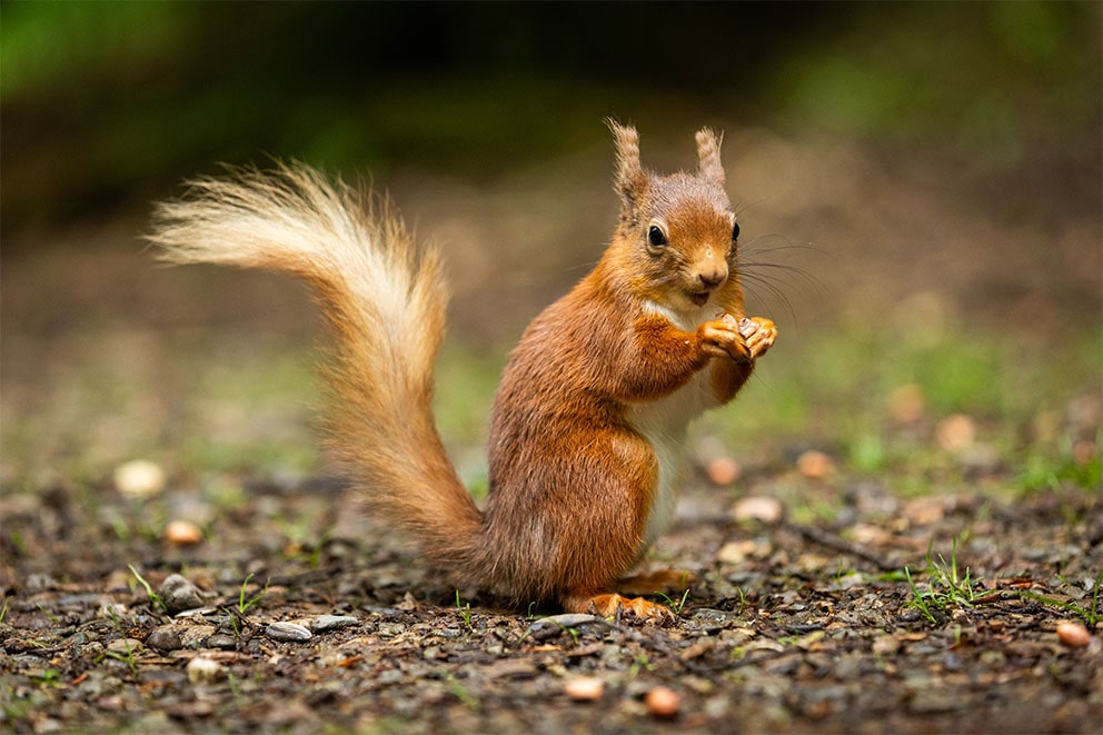 A red squirrel eating a nut on the woodland floor.