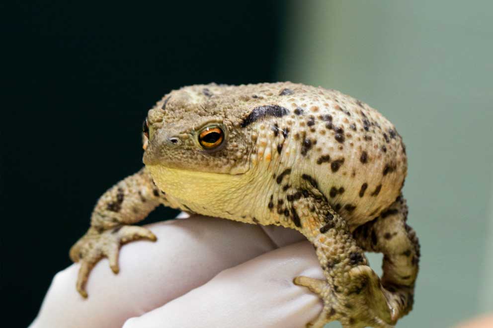 A gloved human hand holding an injured common toad.