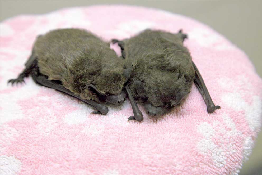 Two juvenile Serotine Bats resting on heat pad West Hatch, Somerset, UK