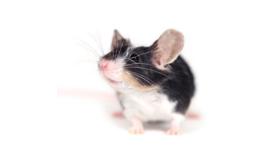 Tri colour mouse © Fotolia / Emilia Stasiak