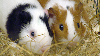 Two guinea pigs side by side &copy; RSPCA