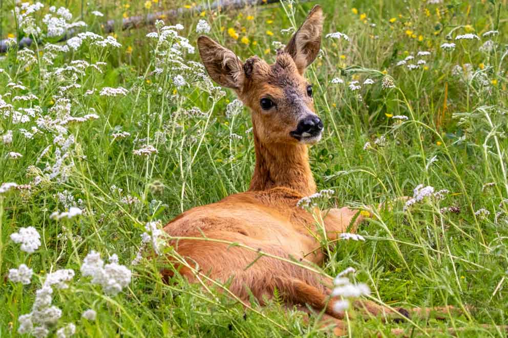 Deer lying in the grass being helped by RSPCA rescue teams.
