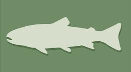 Fish icon