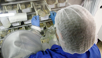 Lab worker checking equipment