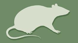 Rat icon