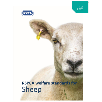 RSPCA sheep welfare standards © RSPCA