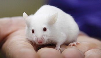 Small white mouse being held