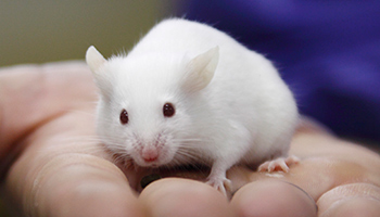 Ethical review within regulations - RSPCA Ethical review within regulations - RSPCA