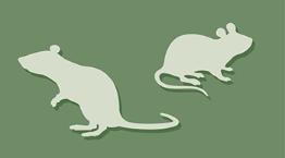 Mice icon