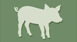 Pig icon