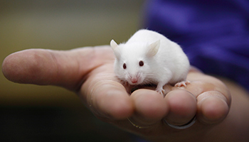 Mouse held in a hand © RSPCA