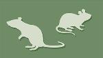 Mice icon