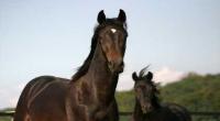 Two stallions in a paddock © IStock Photos / Clauds