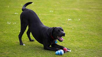 Black Labrador-mastiff cross dog Sidney performing a play bow © James Leggett