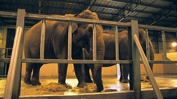 A pair of elephants in captivity