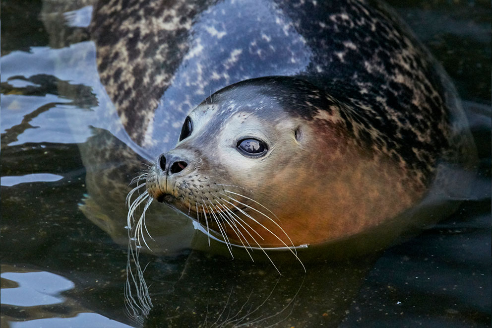 A seal submerged in water.