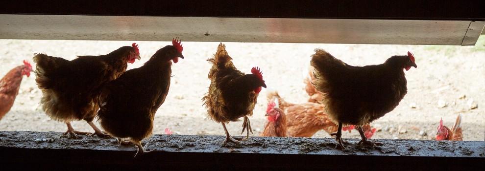 four hens standing on a farm wall © RSPCA