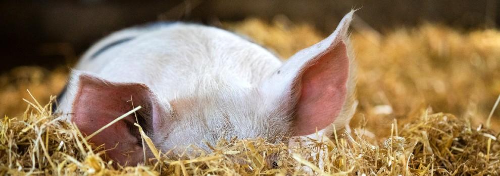 pig cooling off in the summer heat by keeping their head in the straw