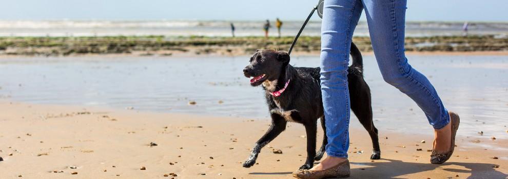 Dog walking along the beach with owner