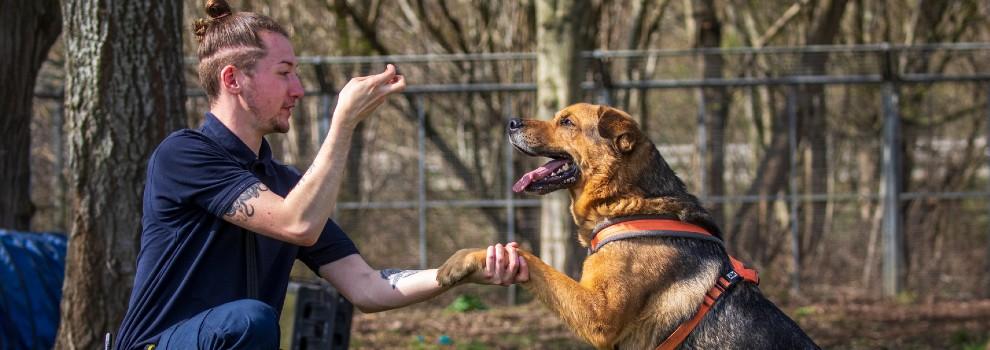 german shepherd taking a treat for a paw outdoors