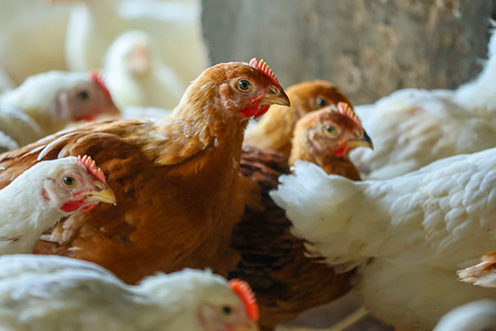 Chickens closely grouped together.