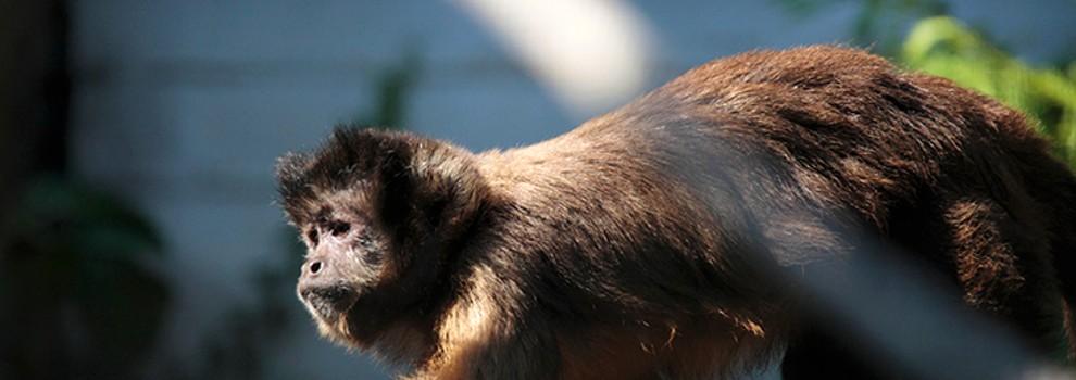 capuchin at monkey world © RSPCA