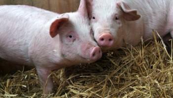 two pigs with heads together standing on straw