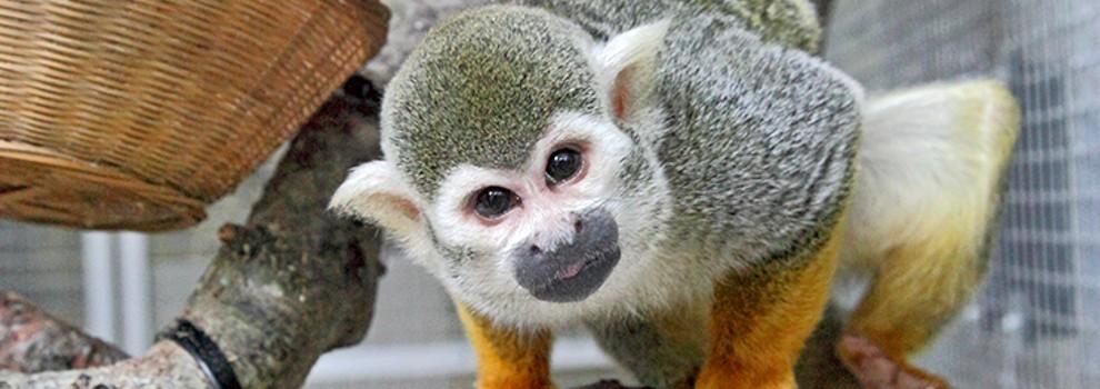 squirrel monkey on a perch