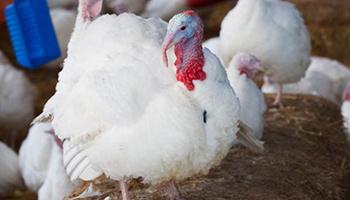 turkey standing on hay bale © RSPCA