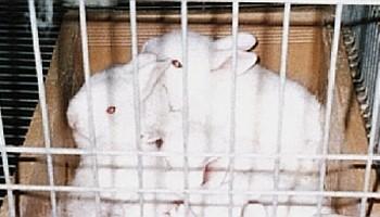 Farmed rabbit pups in a nest box inside a cage system © RSPCA