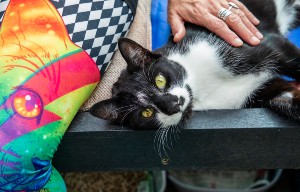 black and white cat lying sideways against a woman wearing colourful leggings