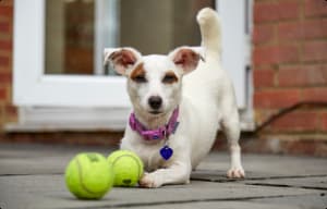 Small white dog playing with tennis balls
