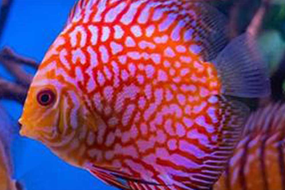 A brightly coloured discus fish in a fish tank.