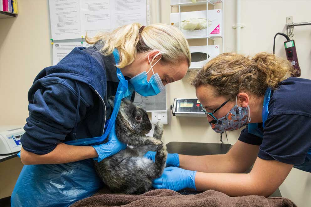 Two RSPCA staff attending to a rabbit