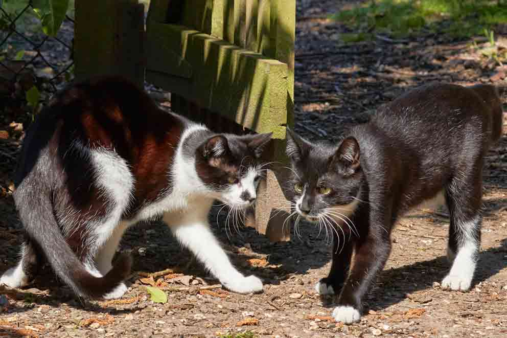 Two cats together outdoors.
