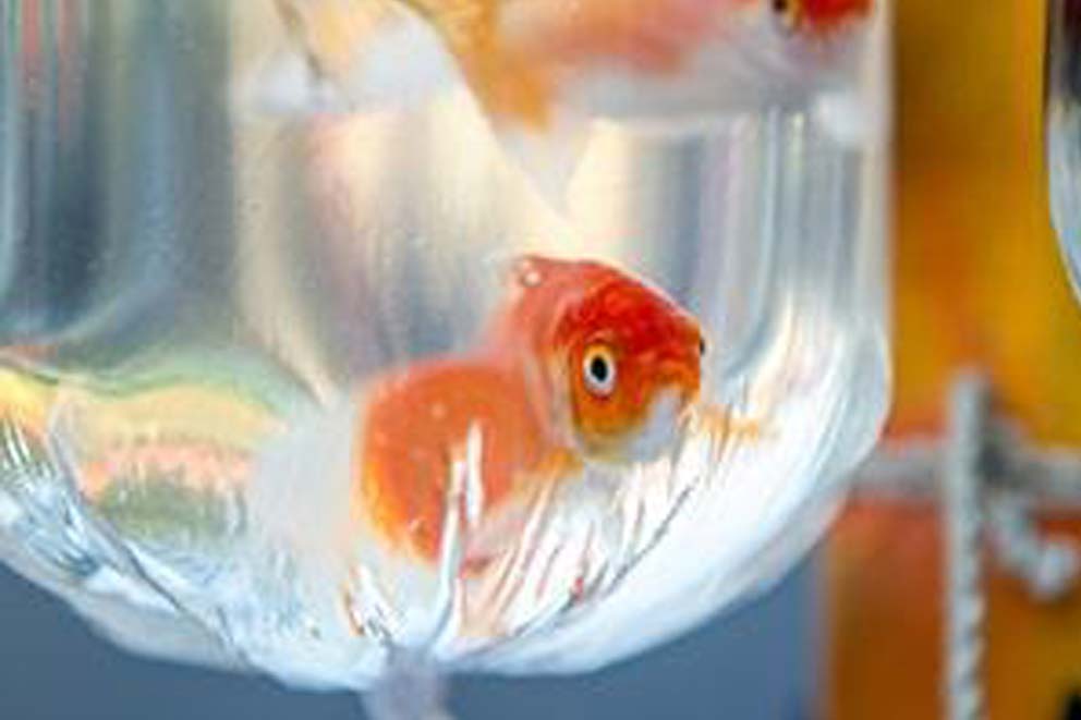 A prize goldfish in a plastic bag of water.