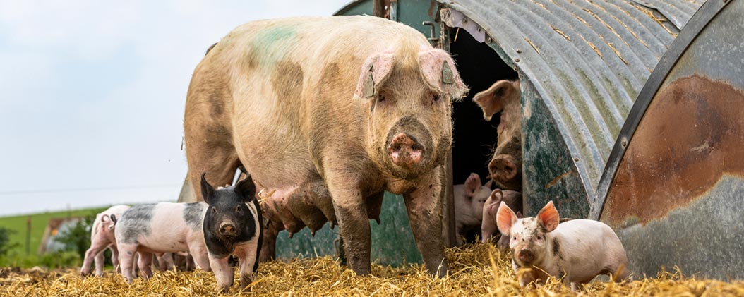 A sow alongside a half-moon corrugated metal pig pen, standing next to a number of piglets.